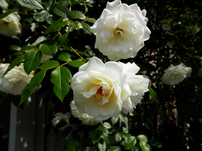 20120524_01.jpg