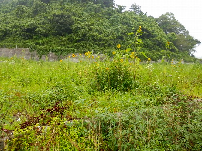 20120814_19_3.jpg