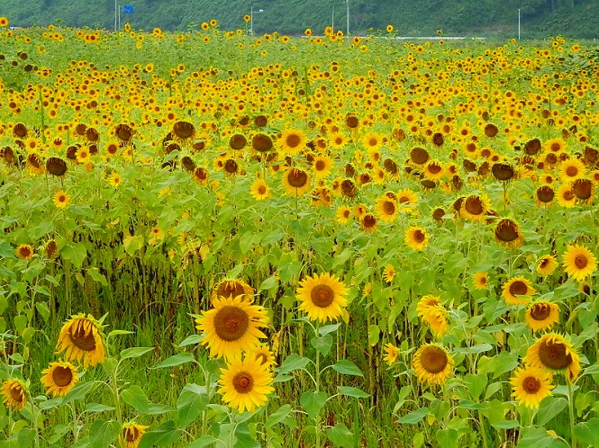 20120815_03.jpg