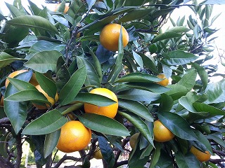 20121110_05.jpg